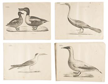 (BIRDS.) Georg August Goldfuss. Large group of 24 lithographed plates from Naturhistorischer Atlas.